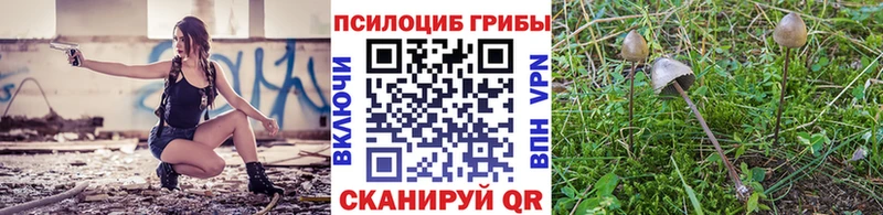 Галлюциногенные грибы Psilocybine cubensis  сколько стоит  Сосновоборск 